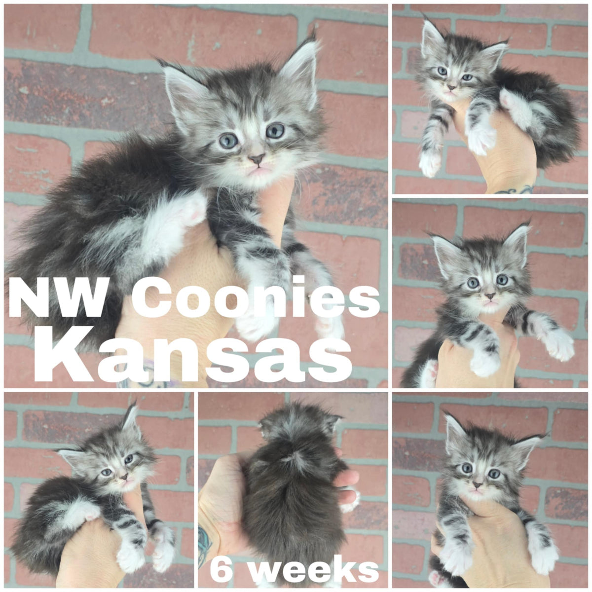 NW Coonies Kansas