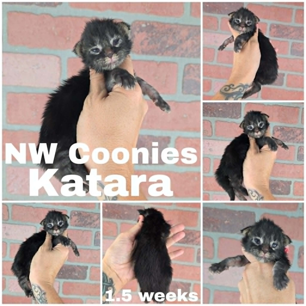 NW Coonies Katara