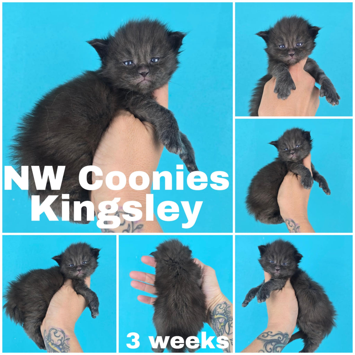 NW Coonies Kingsley