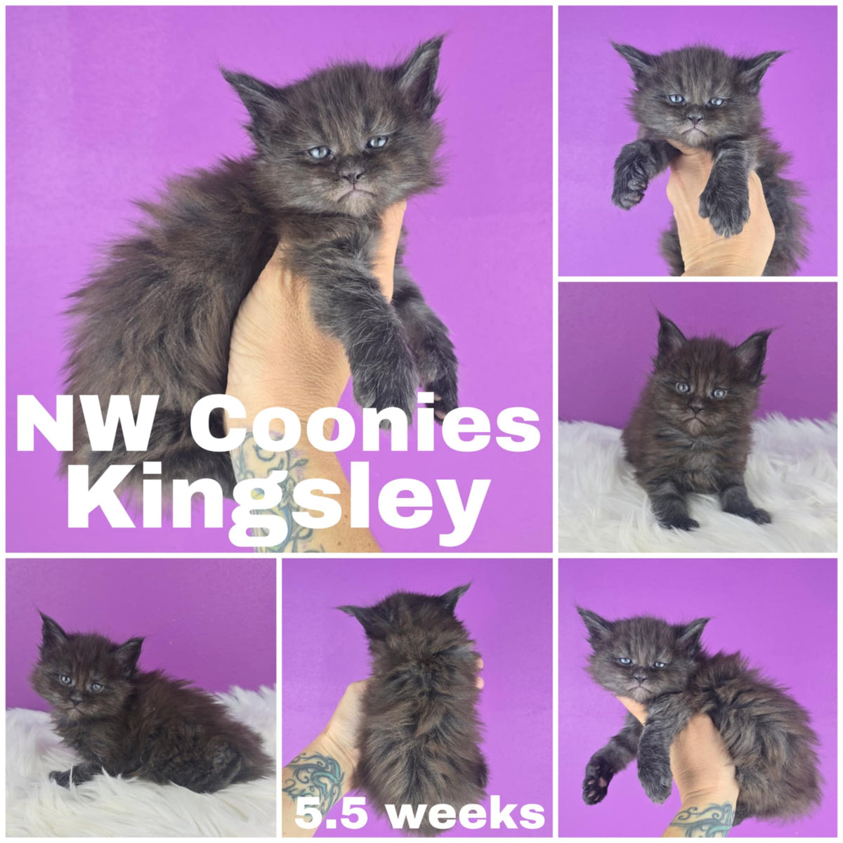 NW Coonies Kingsley