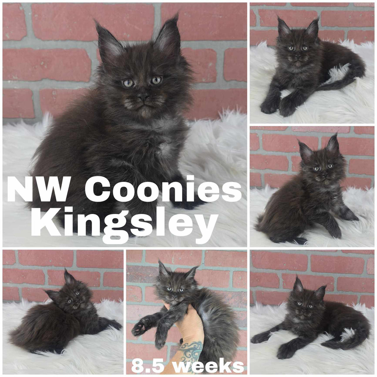 NW Coonies Kingsley