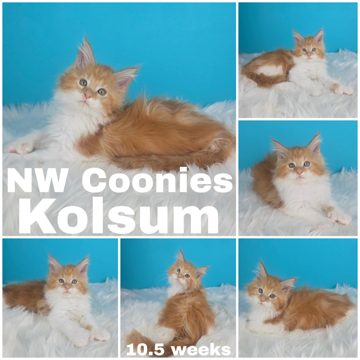 NW Coonies Kolsum