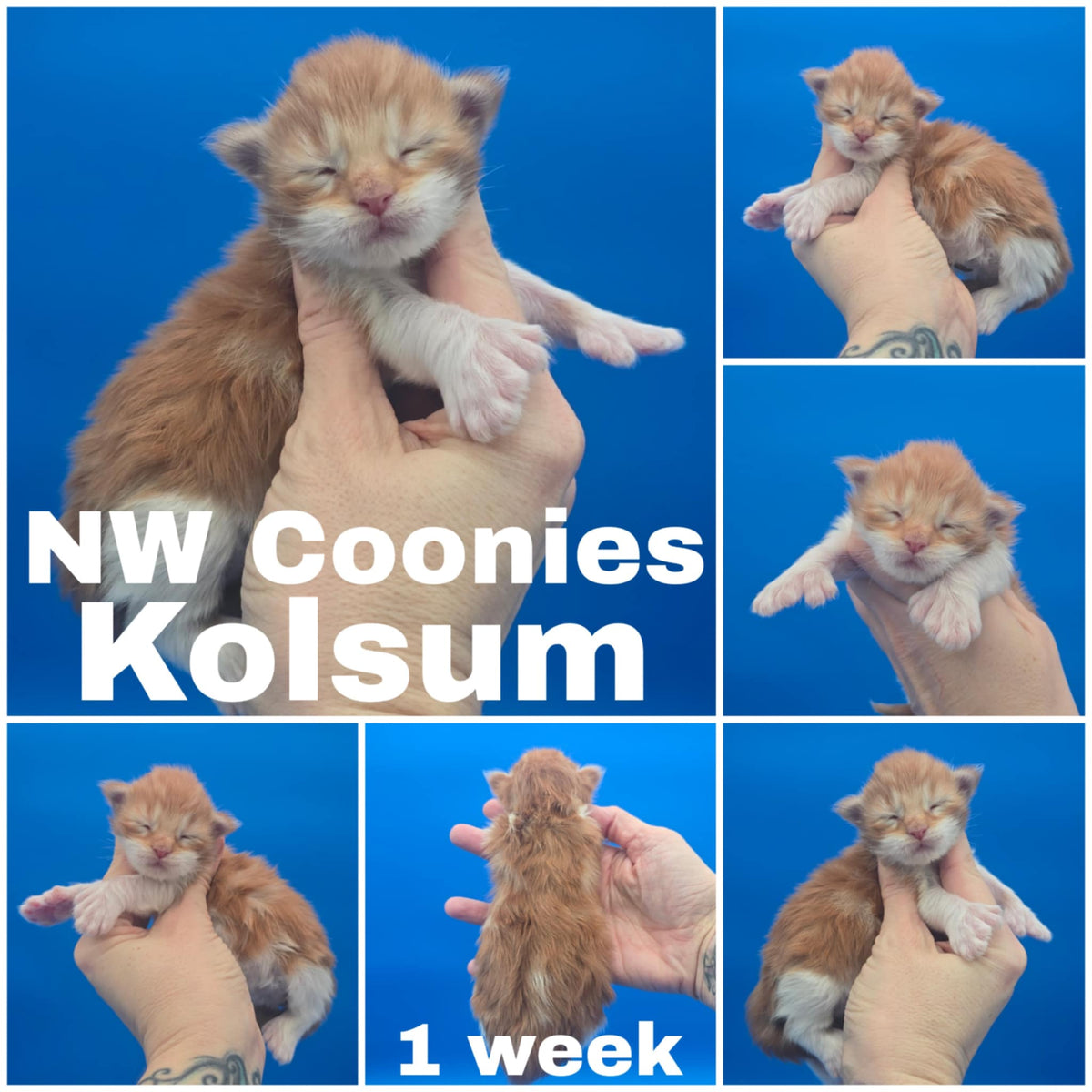 NW Coonies Kolsum