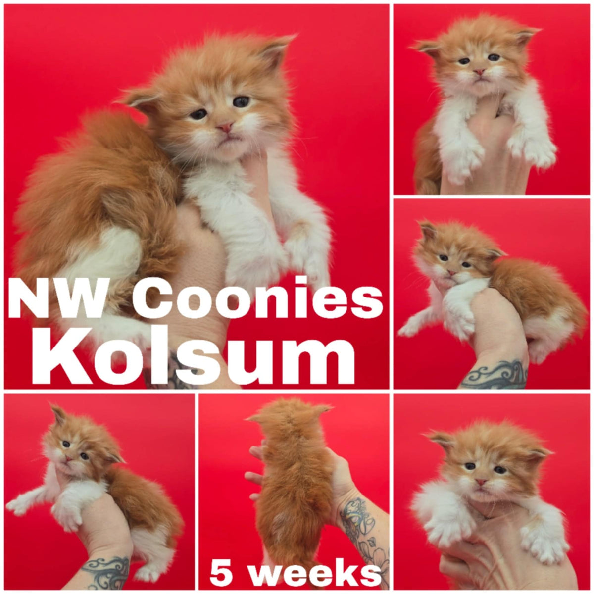 NW Coonies Kolsum