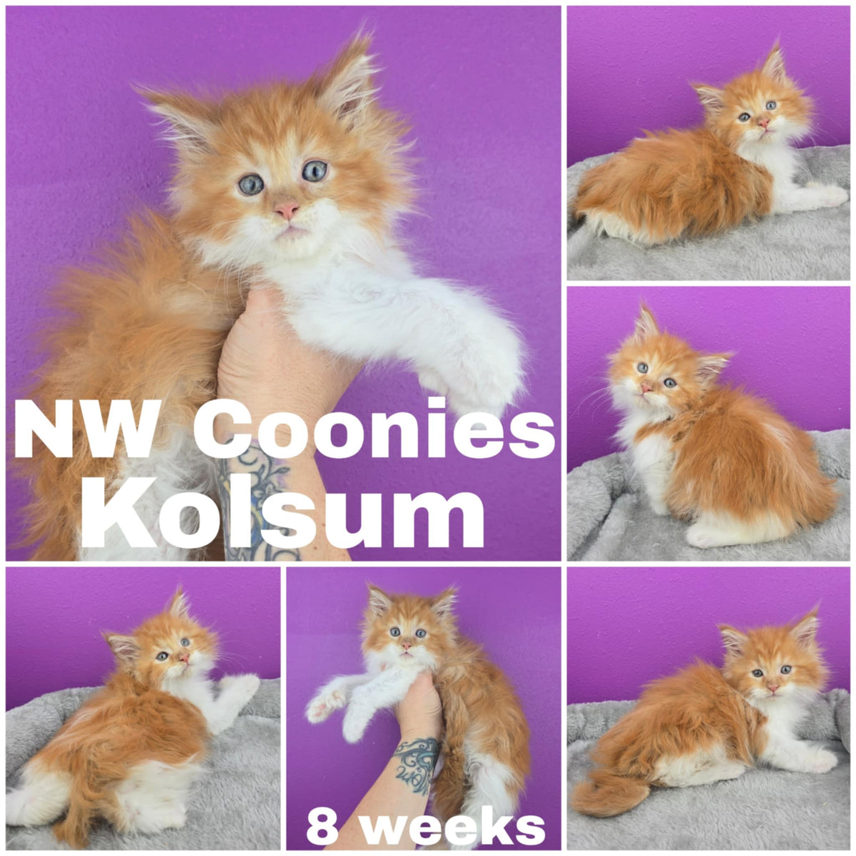 NW Coonies Kolsum