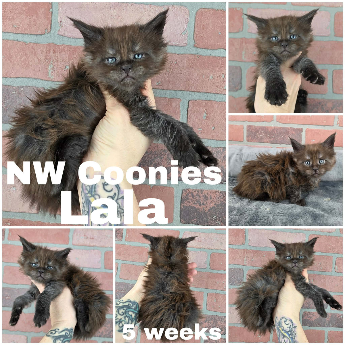 NW Coonies Lala
