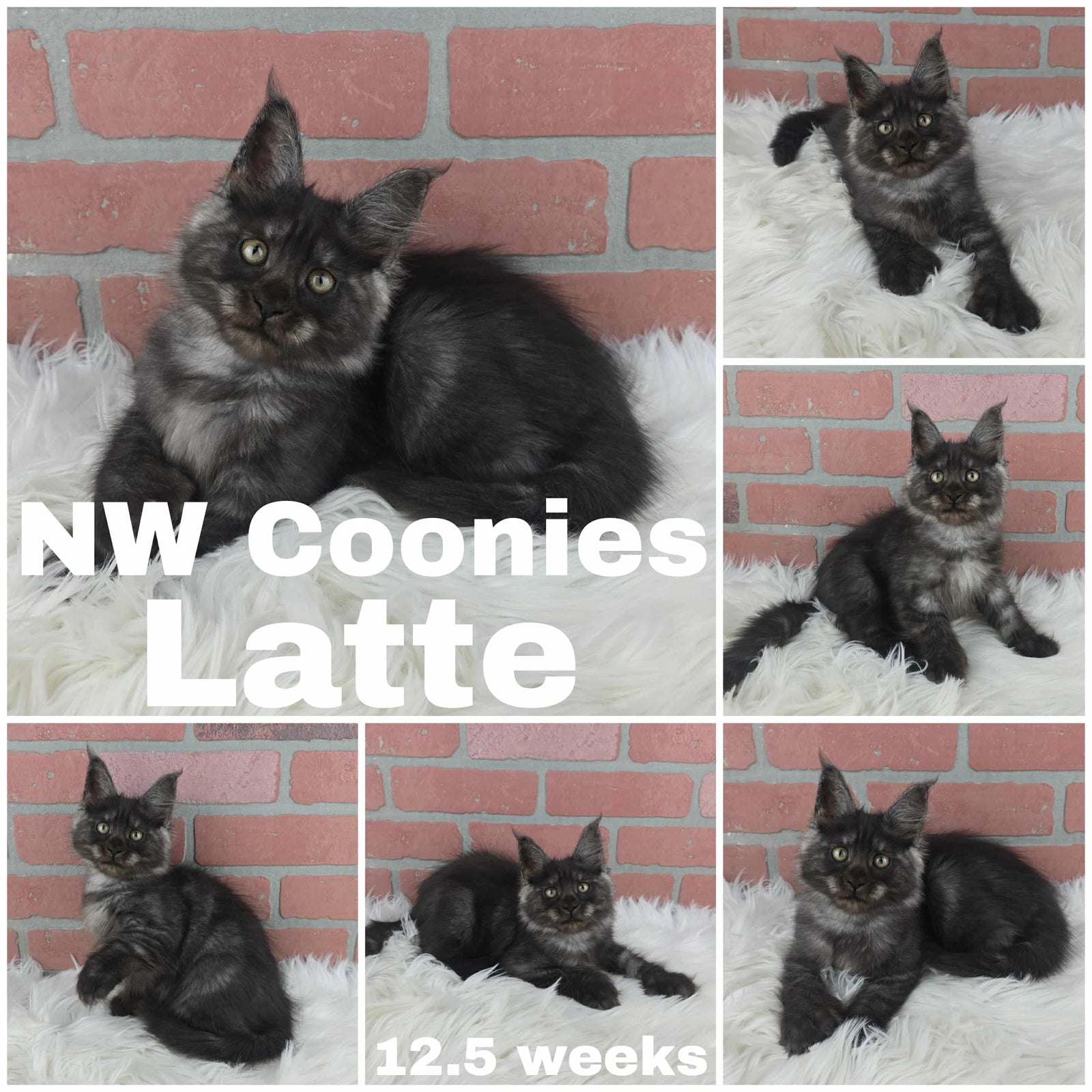 Multiple images of a fluffy black and gray kitten named Latte posing on a white rug with a red brick background, labeled “NW Coonies Latte 12.5 weeks