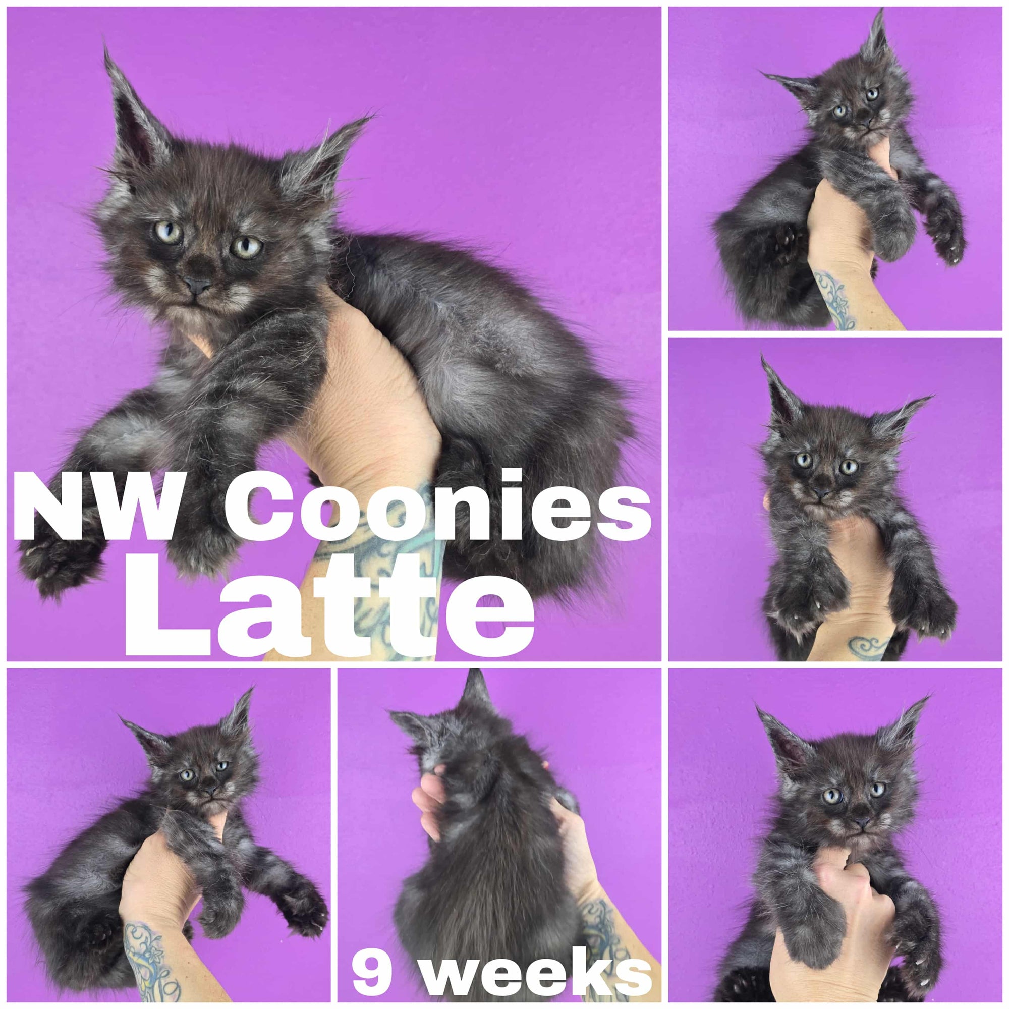 NW Coonies kitten named Latte, a 9-week-old dark Maine Coon, displayed in multiple photos with a bright purple backdrop.