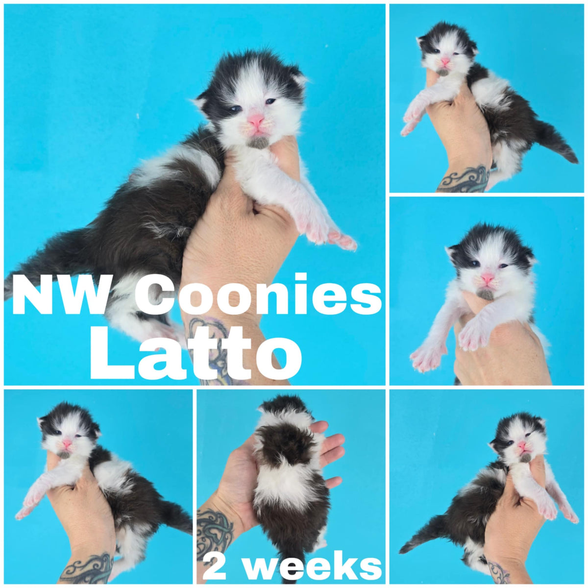 NW Coonies Latto