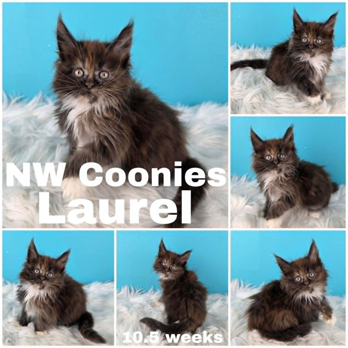 NW Coonies Laurel
