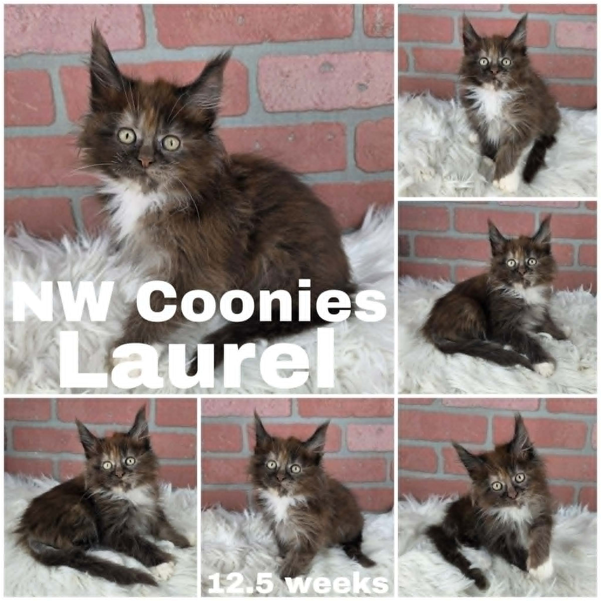 NW Coonies Laurel