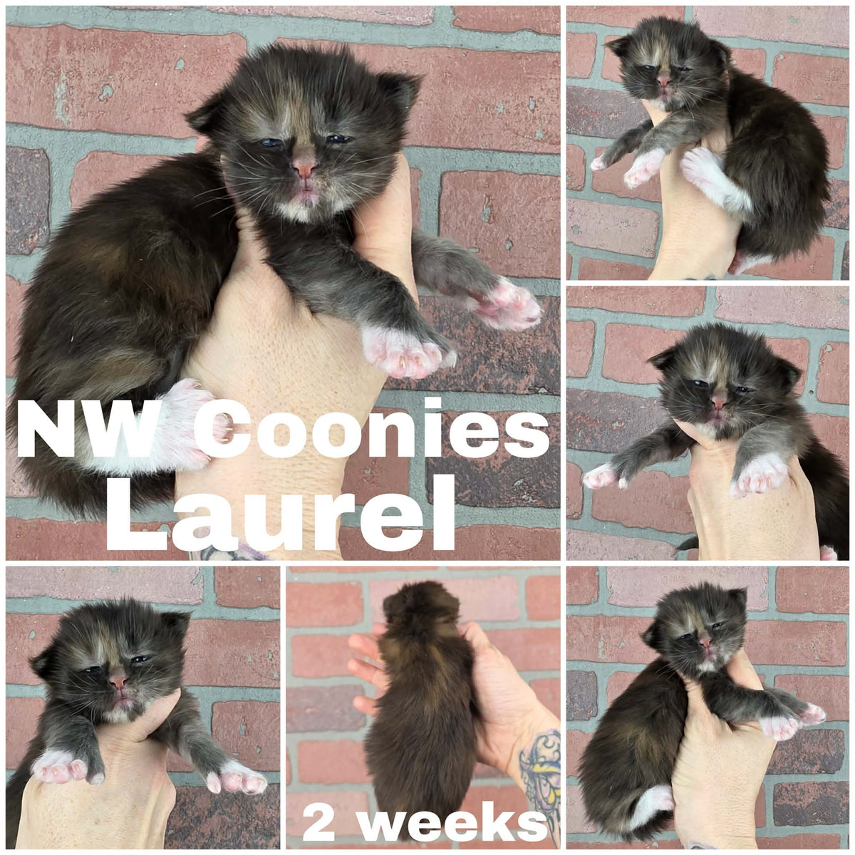 NW Coonies Laurel
