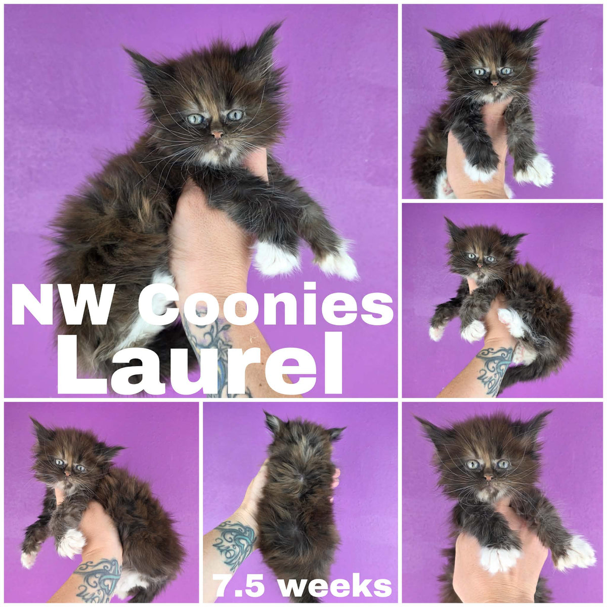 NW Coonies Laurel