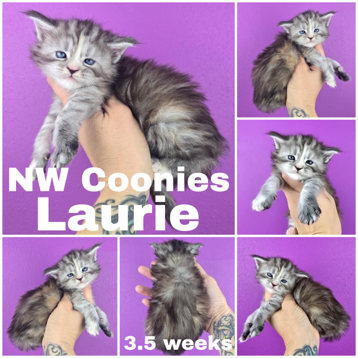 NW Coonies Laurie