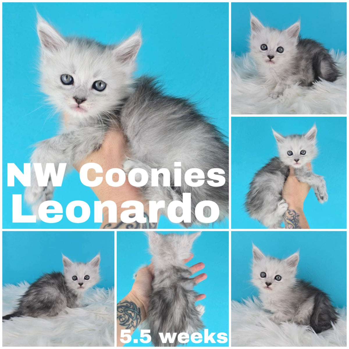 NW Coonies Leonardo