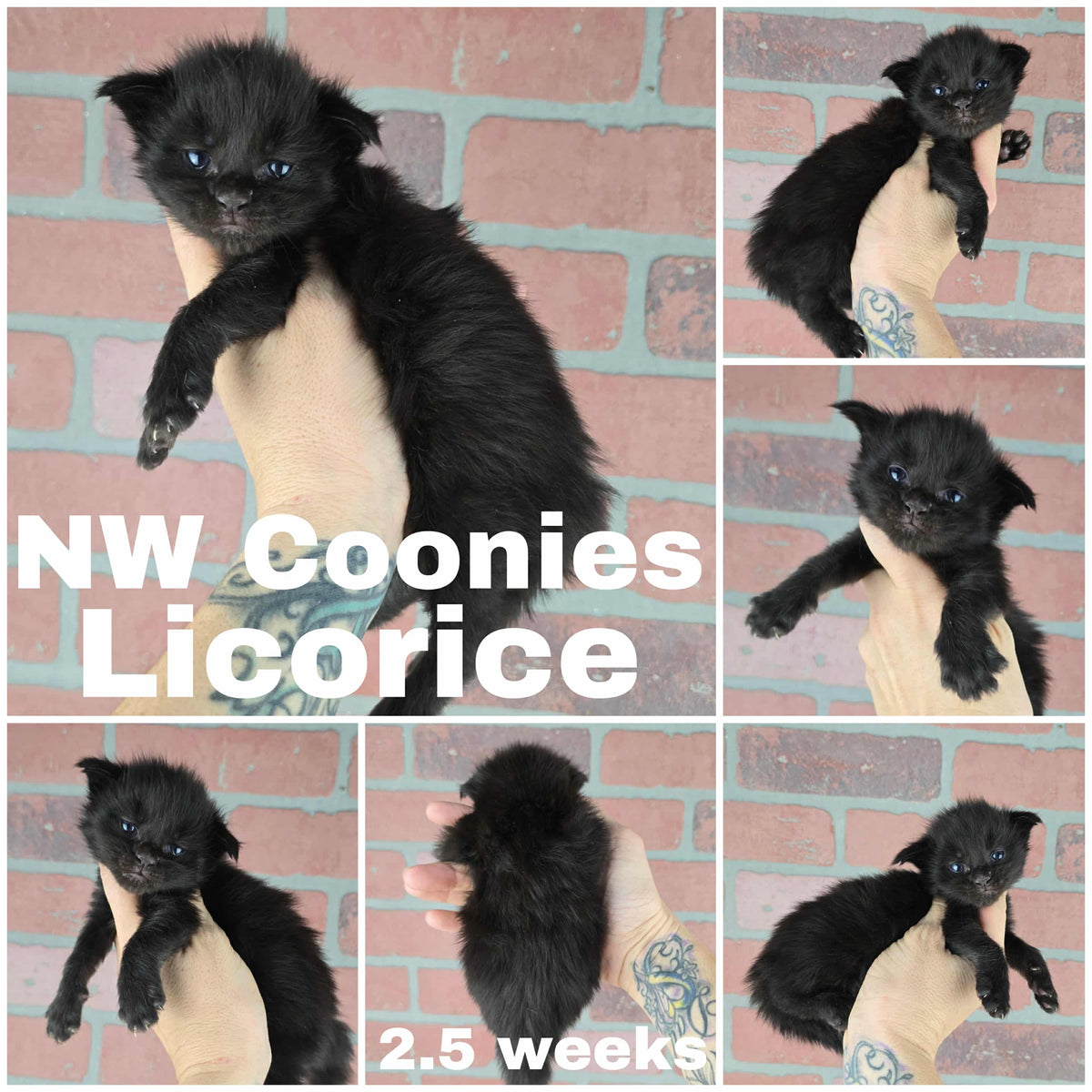 NW Coonies Licorice
