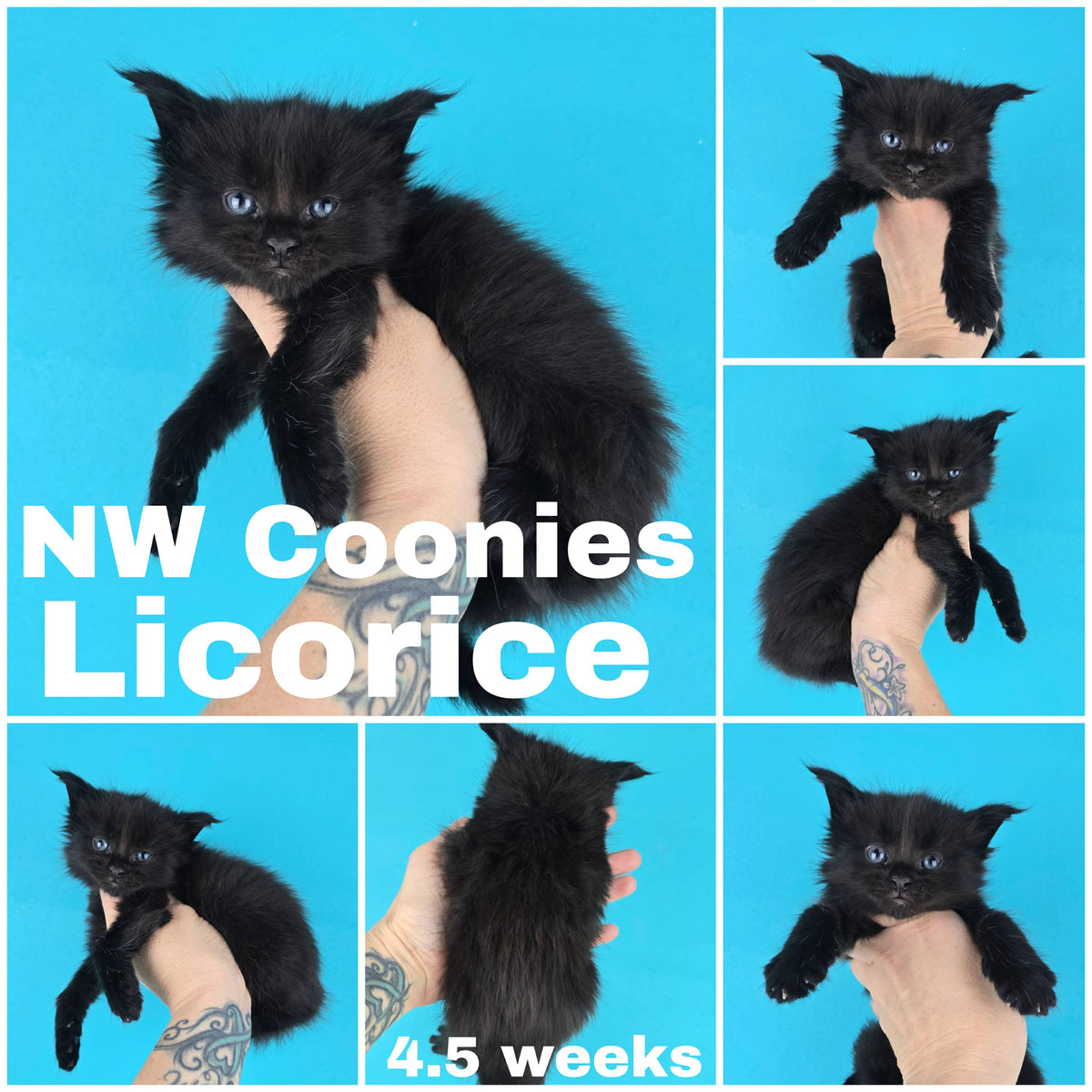 NW Coonies Licorice