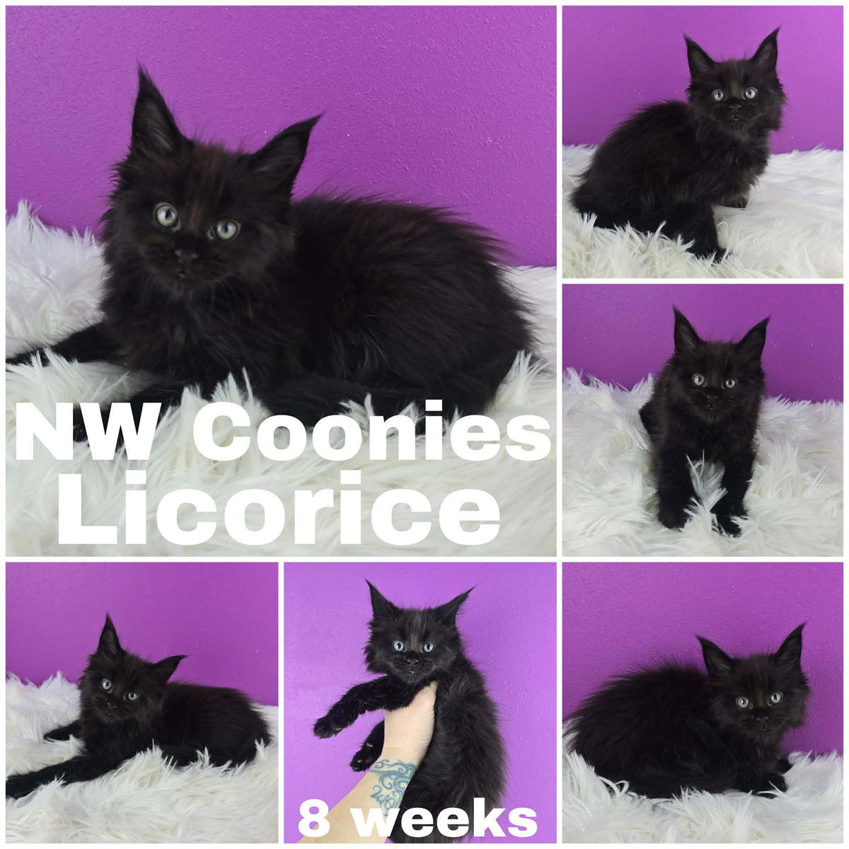 NW Coonies Licorice