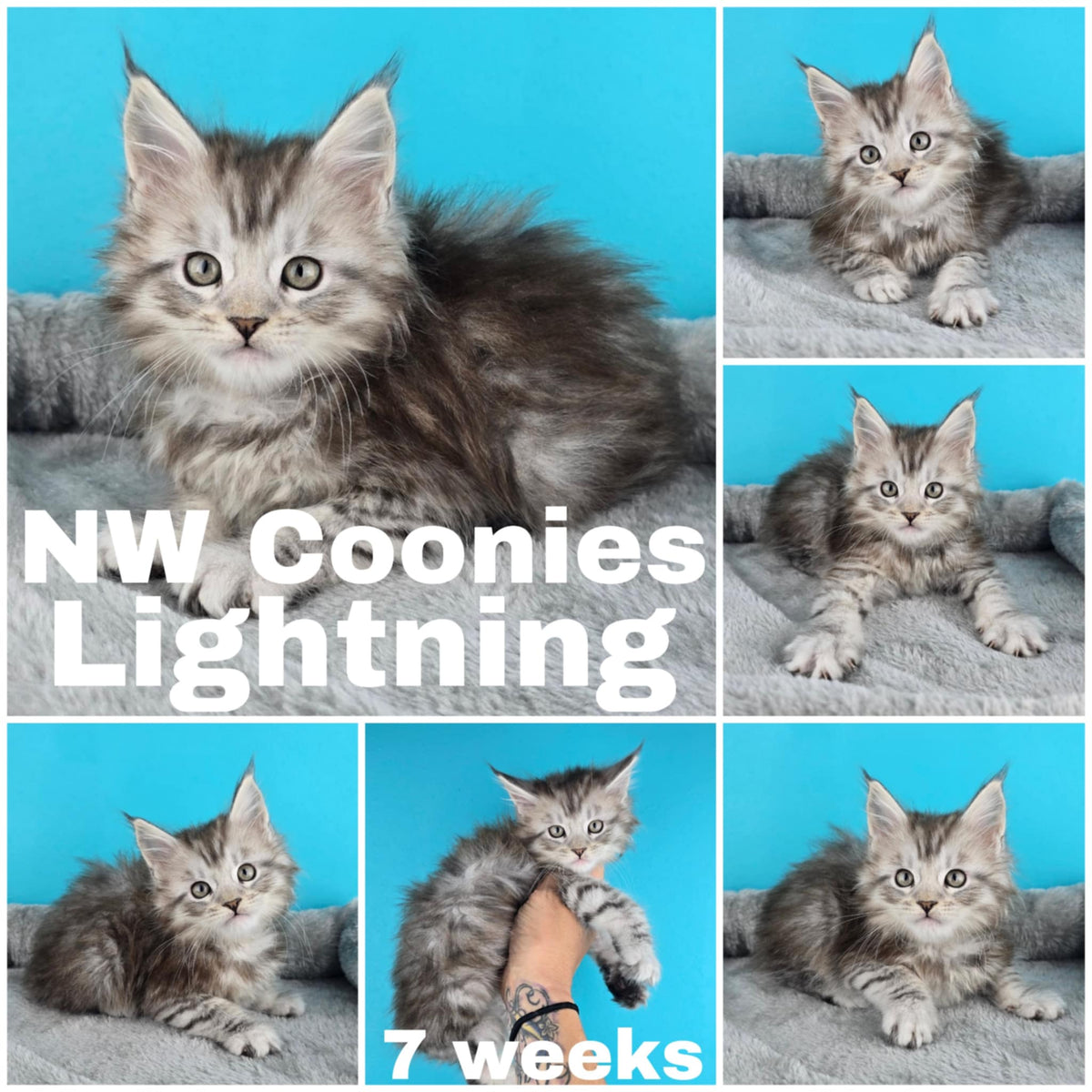 NW Coonies Lightning