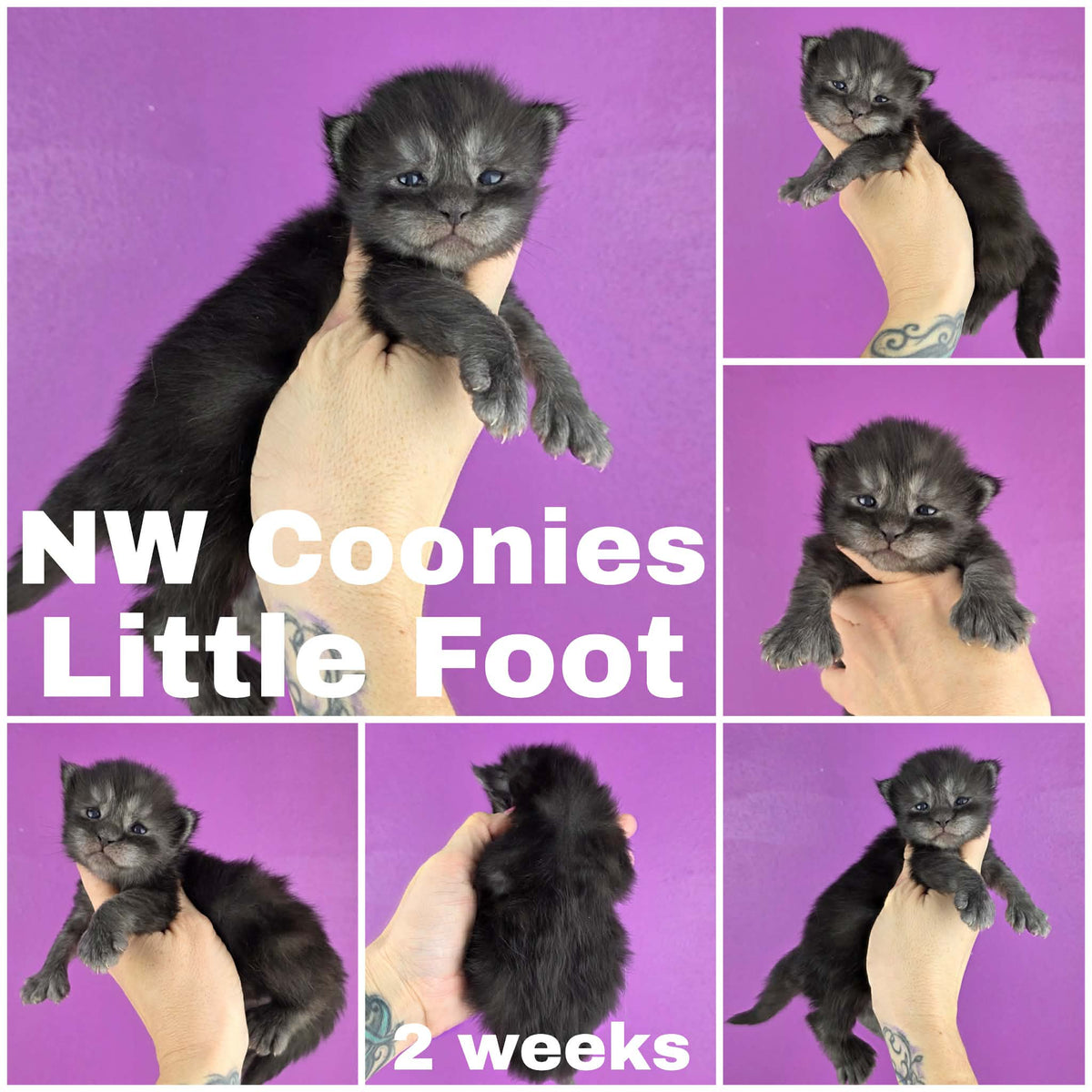 NW Coonies Little Foot