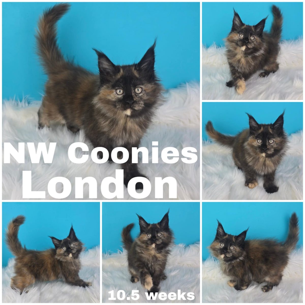 NW Coonies London