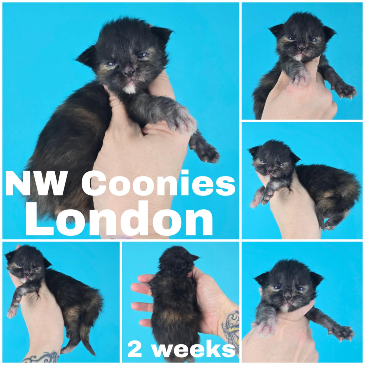 NW Coonies London