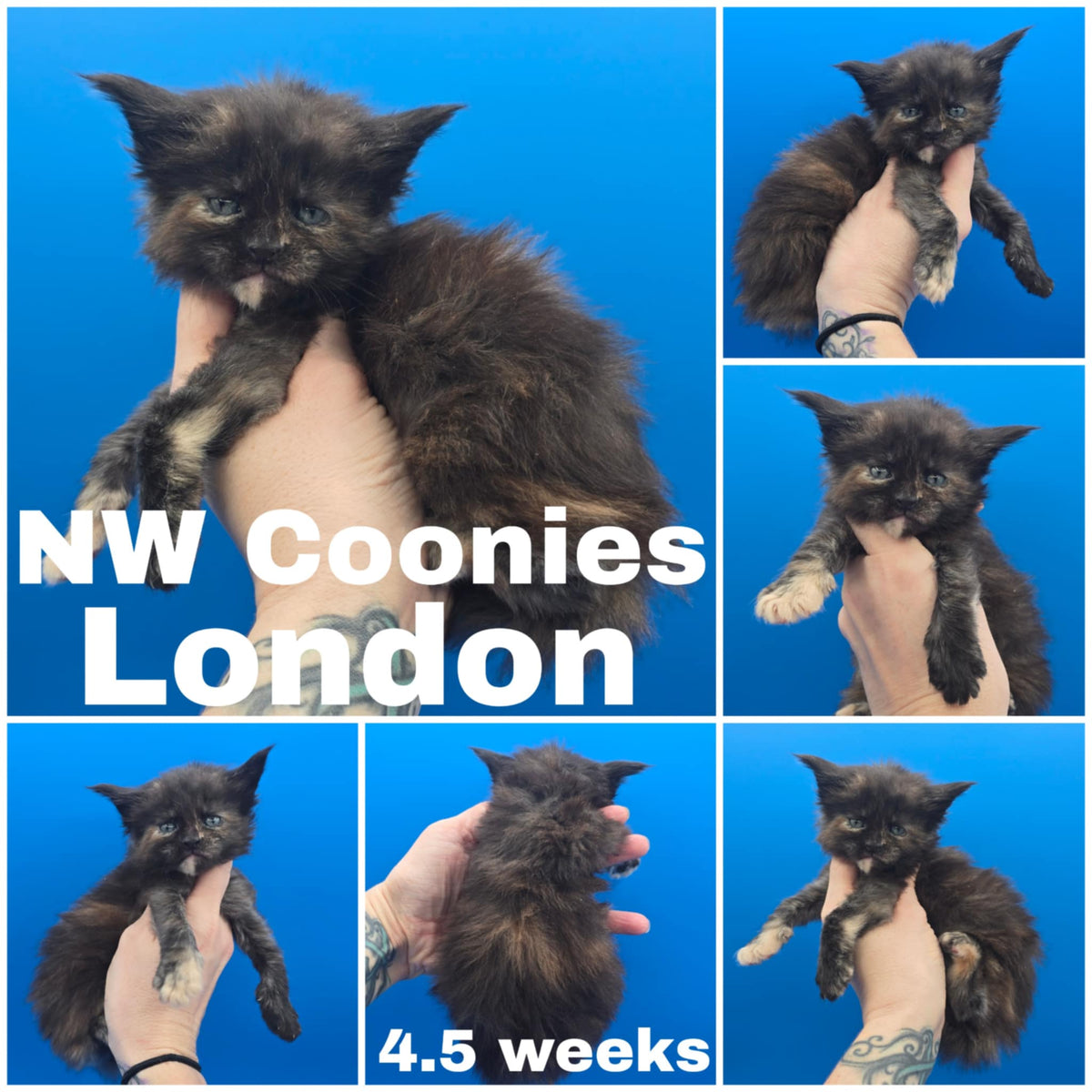 NW Coonies London
