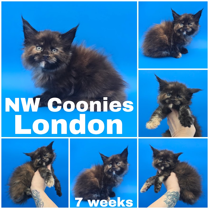 NW Coonies London