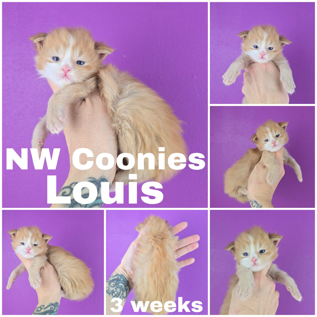 NW Coonies Louis