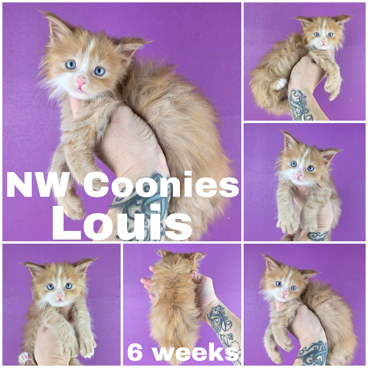 NW Coonies Louis