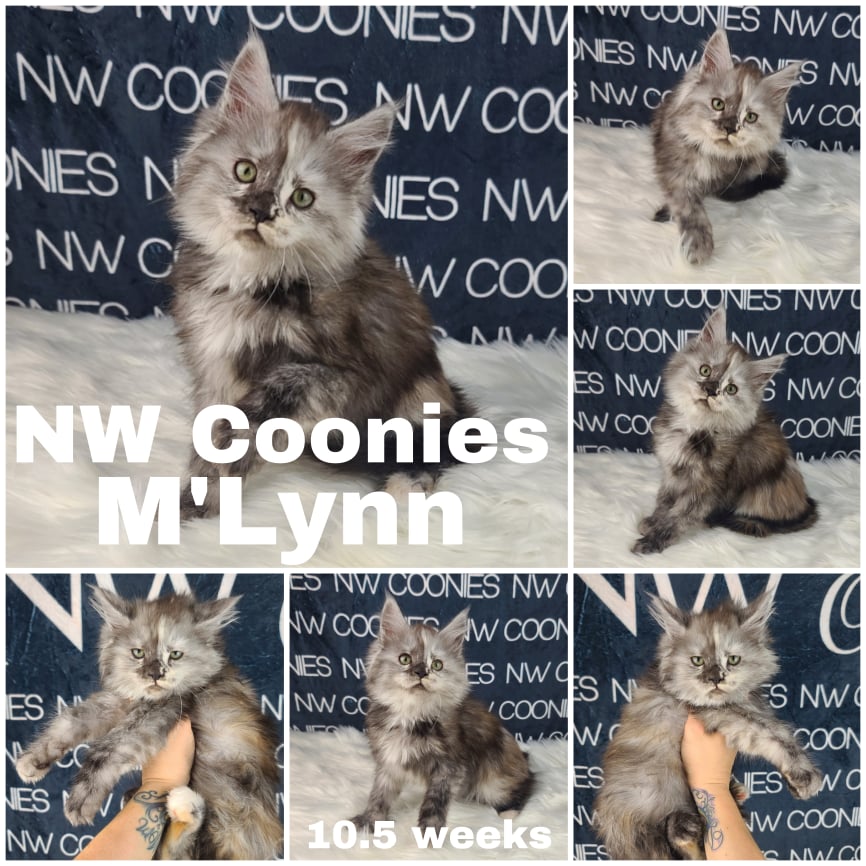 NW Coonies M'Lynn