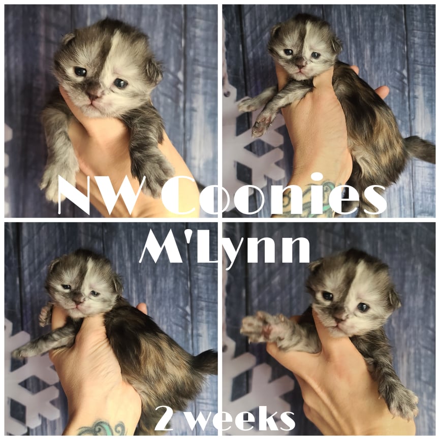 NW Coonies M'Lynn