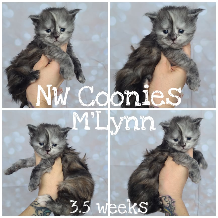 NW Coonies M'Lynn