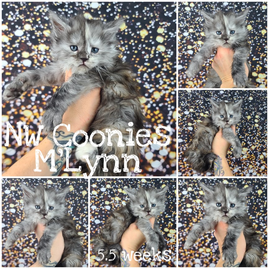 NW Coonies M'Lynn