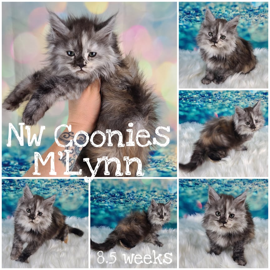 NW Coonies M'Lynn