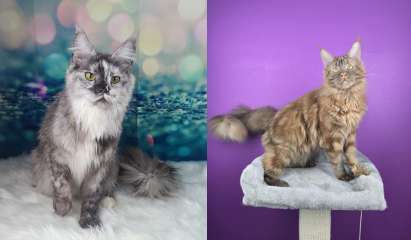 Two Maine Coon cats: one calico/tortie, one brown tabby, sitting for photos