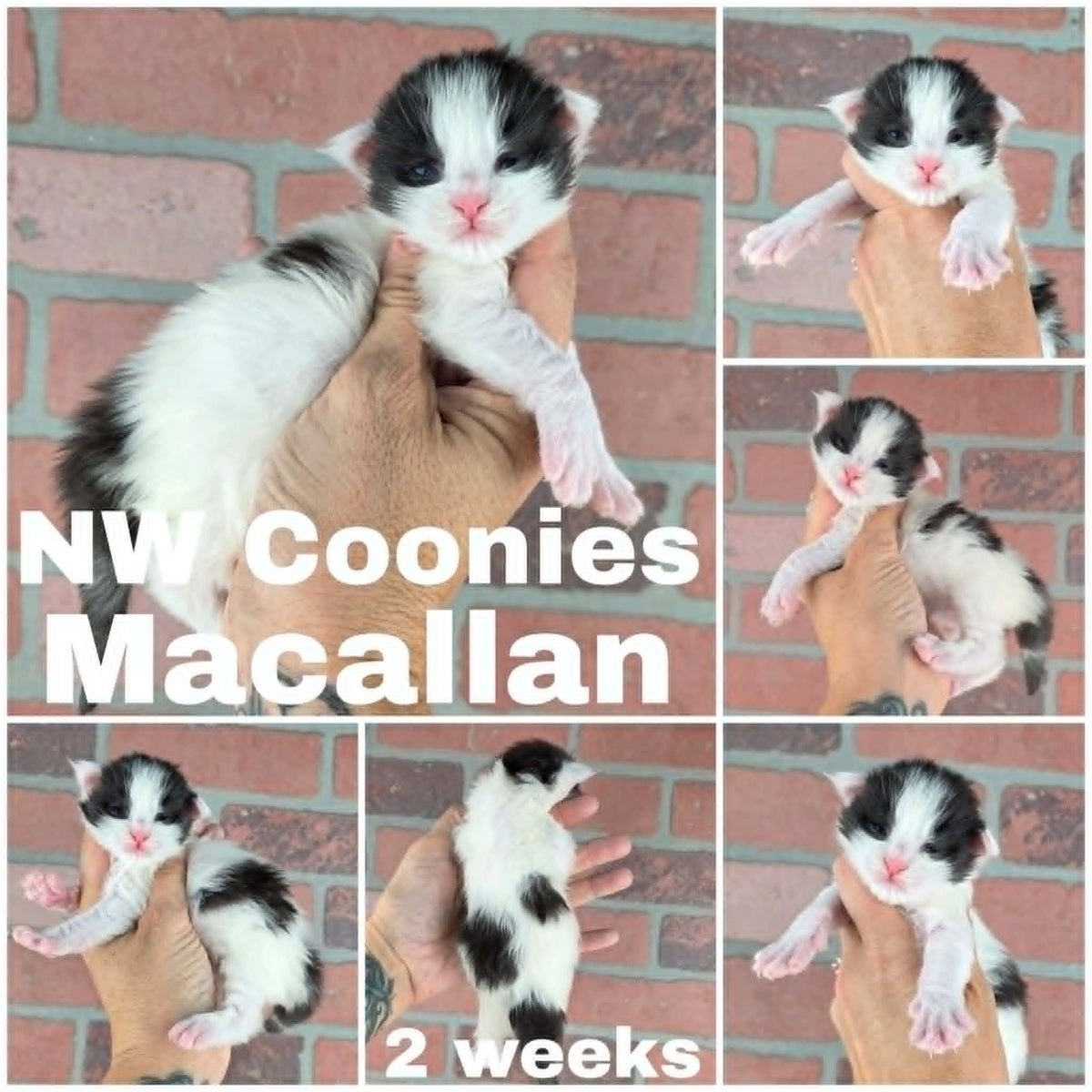 NW Coonies Macallan