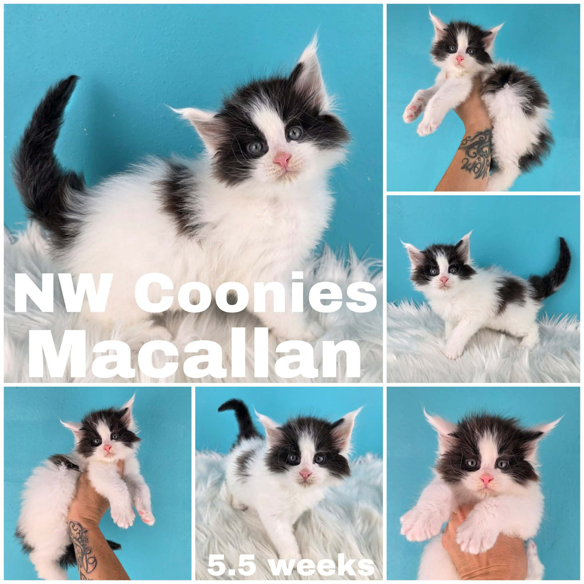 NW Coonies Macallan