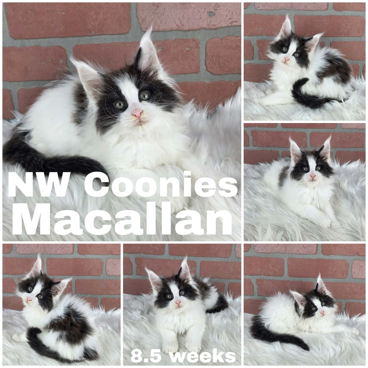 NW Coonies Macallan