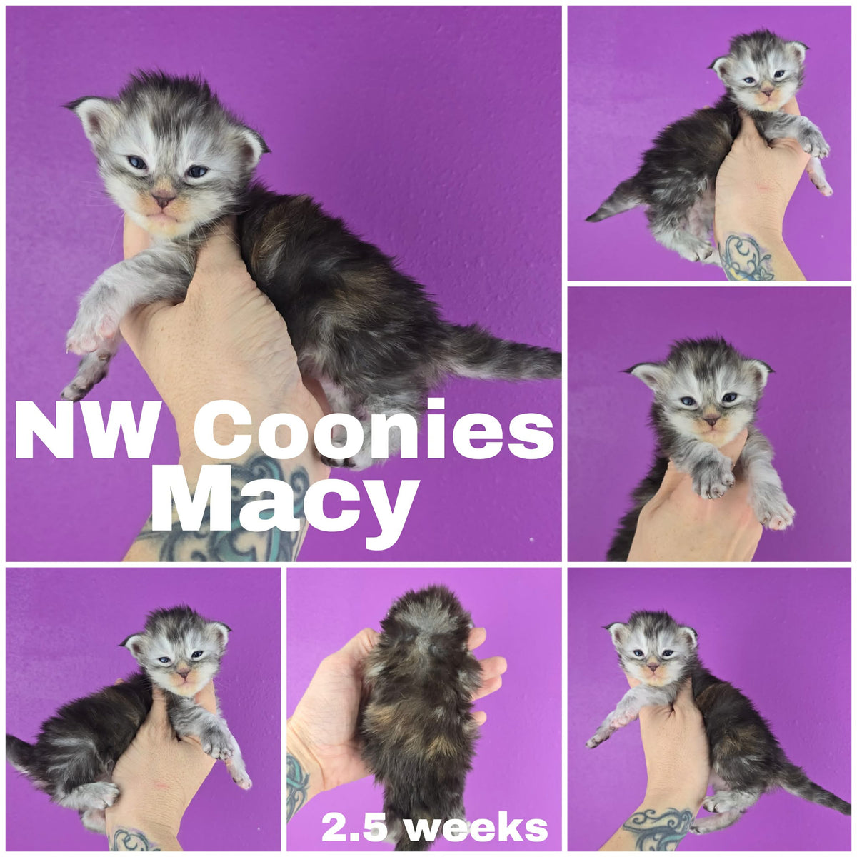NW Coonies Macy