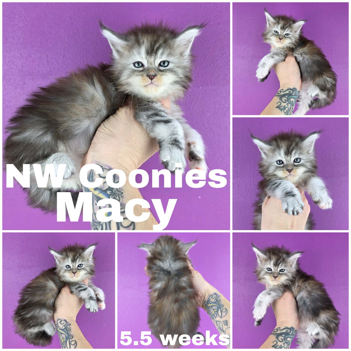 NW Coonies Macy