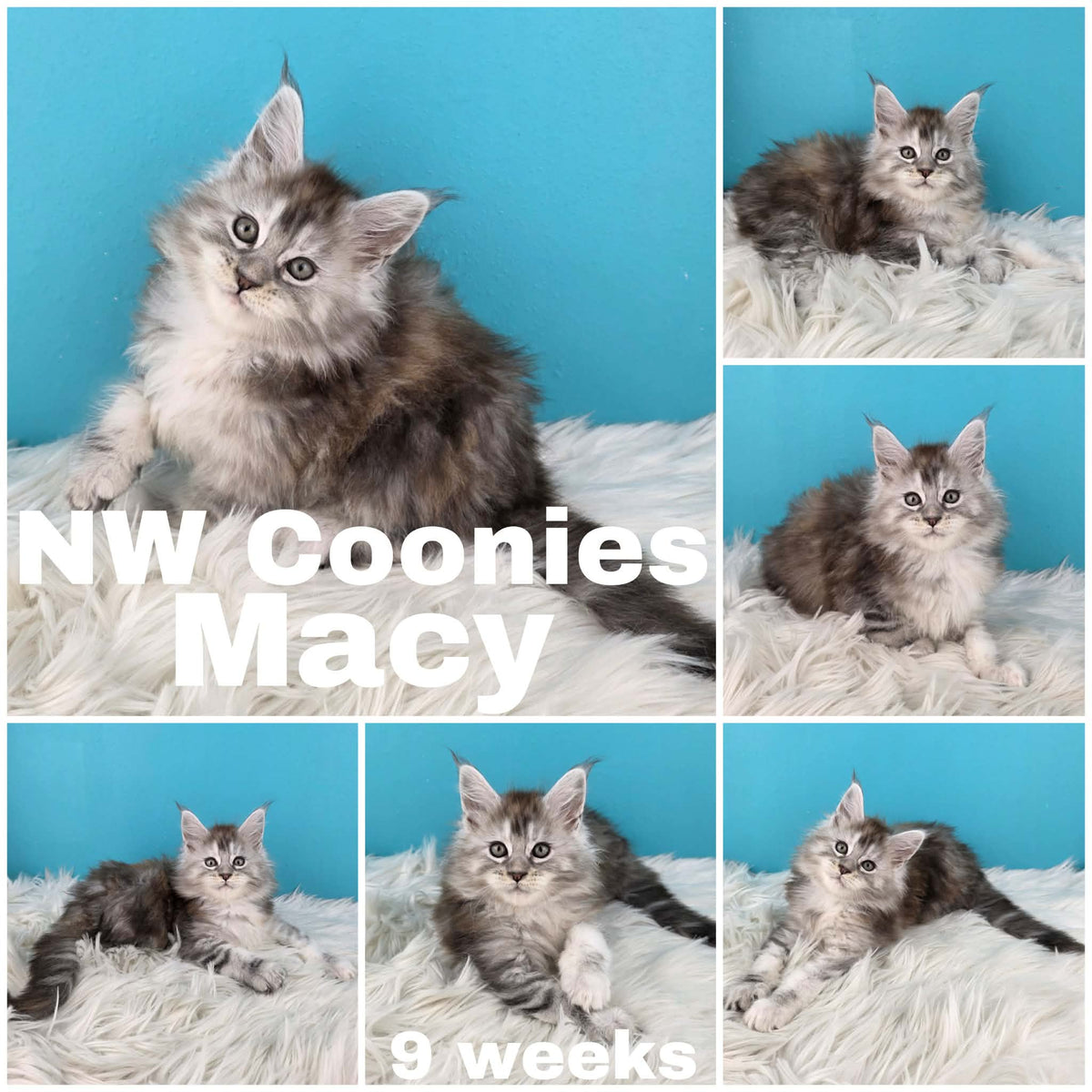 NW Coonies Macy