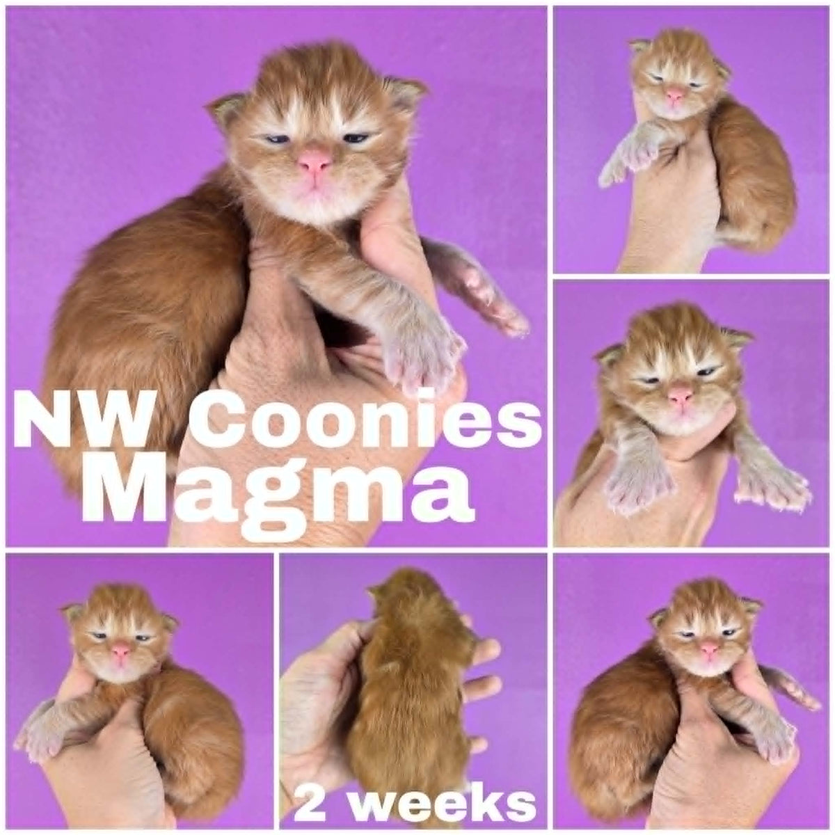 NW Coonies Magma