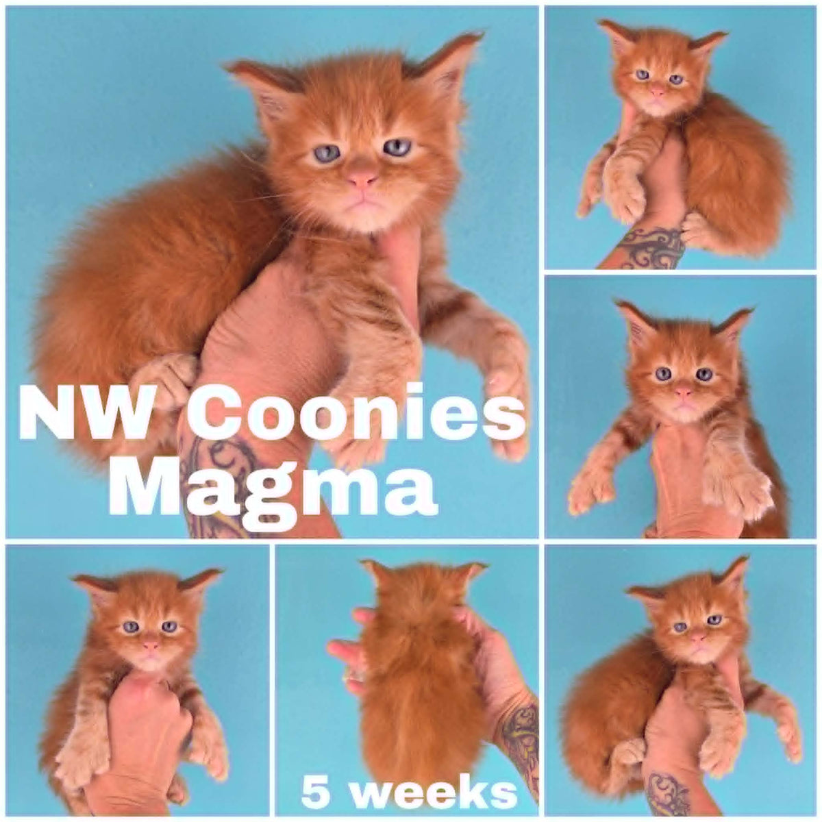 NW Coonies Magma