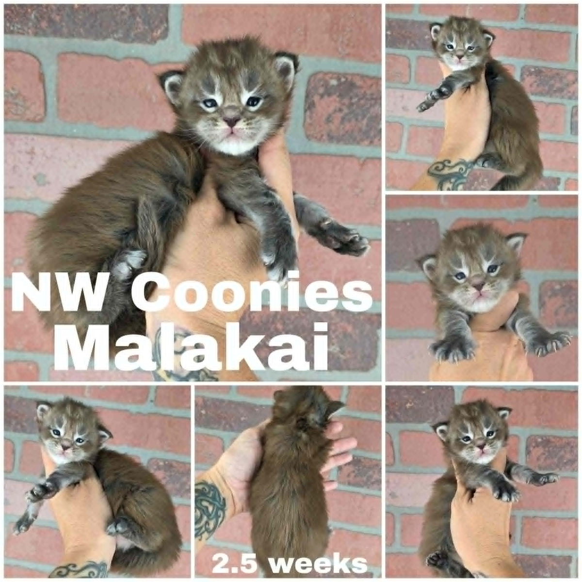 NW Coonies Malakai