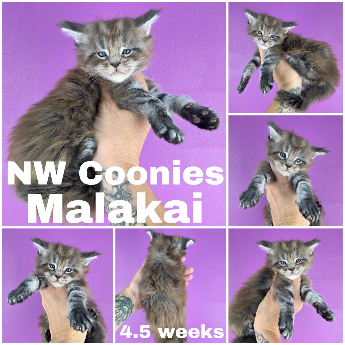 NW Coonies Malakai