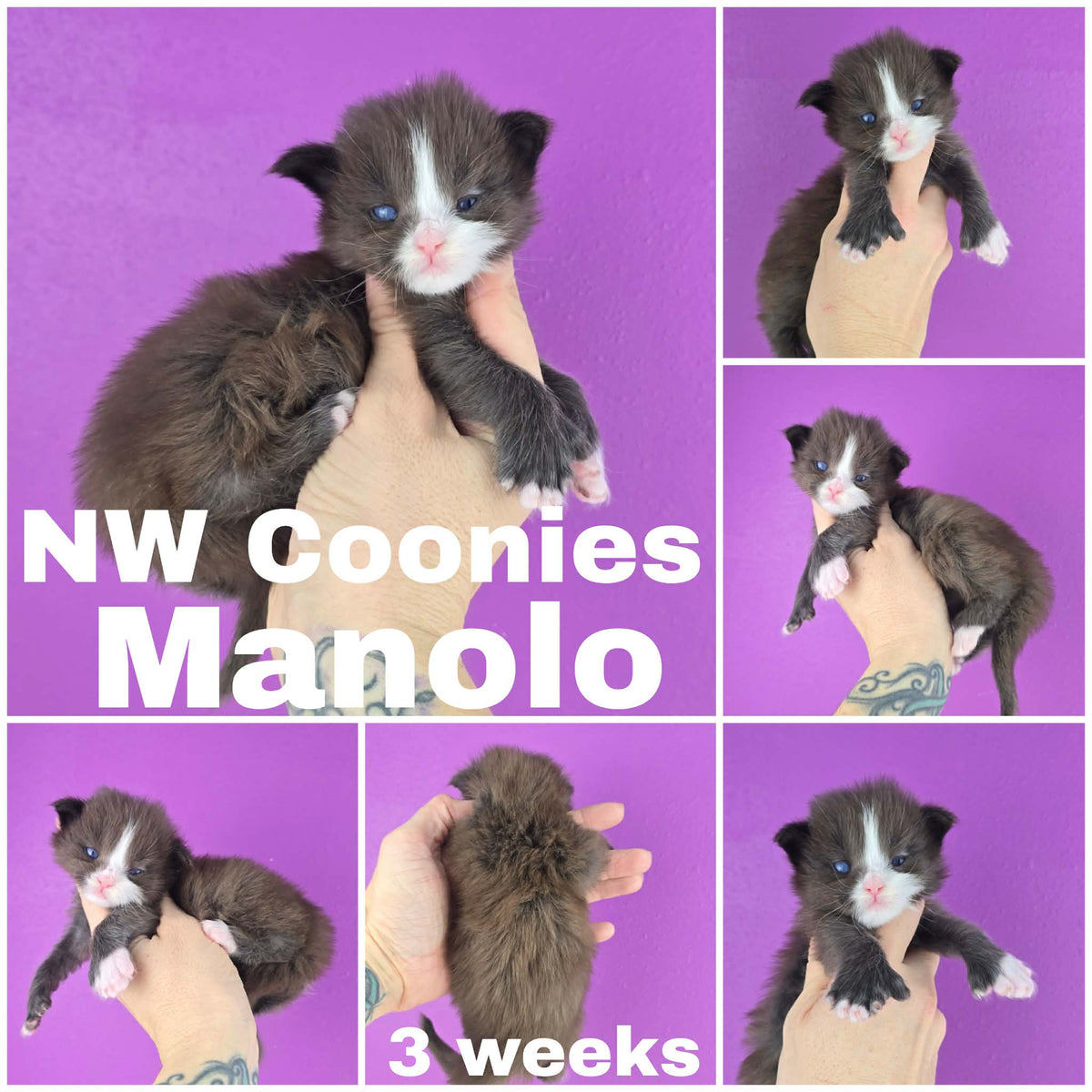 NW Coonies Manolo