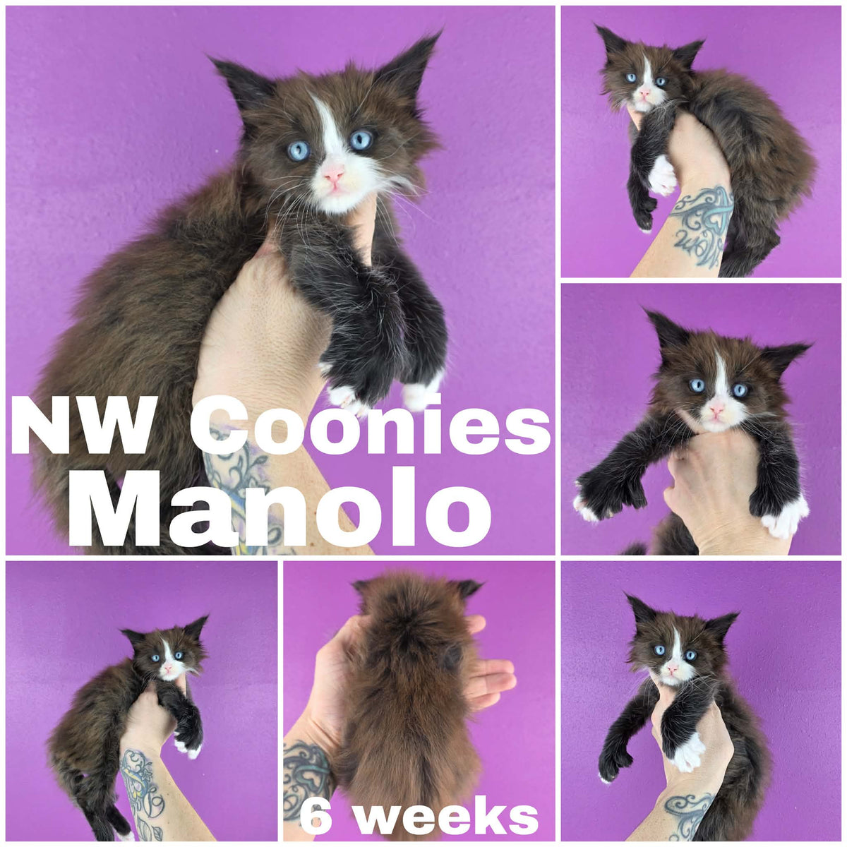 NW Coonies Manolo