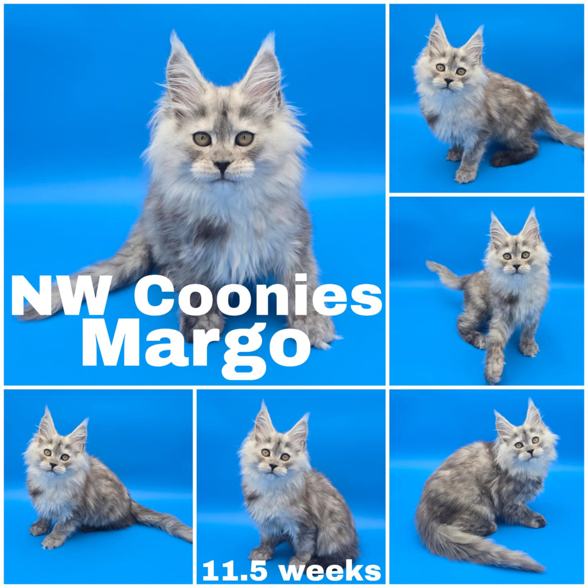 NW Coonies Margo