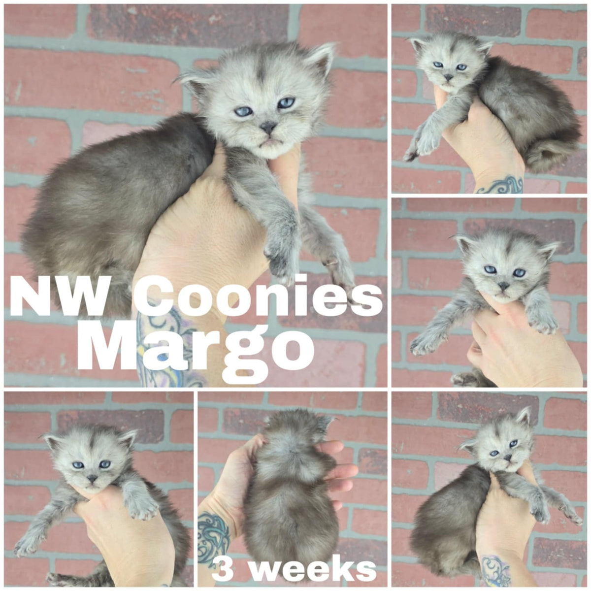 NW Coonies Margo